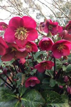 Anna's Red Helleborus (Lenten Rose) - 1 Gallon Pot 13 Anna's Red Helleborus (Lenten Rose) - 1 Gallon Pot -Wilson Bros Garden helleborus annas red lenten rose 5