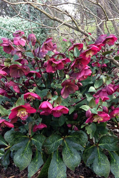 Anna's Red Helleborus (Lenten Rose) - 1 Gallon Pot 7 Anna's Red Helleborus (Lenten Rose) - 1 Gallon Pot - Image 5