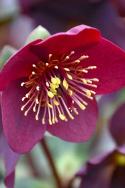 Ice N' Roses 'Red' Helleborus (Lenten Rose) - 1 Gallon Pot 13 Ice N' Roses 'Red' Helleborus (Lenten Rose) - 1 Gallon Pot -Wilson Bros Garden helleborus ice n roses red lenten rose 13