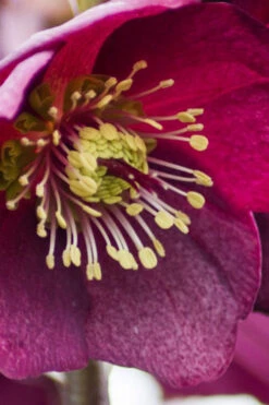 Ice N' Roses 'Red' Helleborus (Lenten Rose) - 1 Gallon Pot 15 Ice N' Roses 'Red' Helleborus (Lenten Rose) - 1 Gallon Pot -Wilson Bros Garden helleborus ice n roses red lenten rose 14