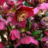 Ice N' Roses 'Red' Helleborus (Lenten Rose) - 1 Gallon Pot