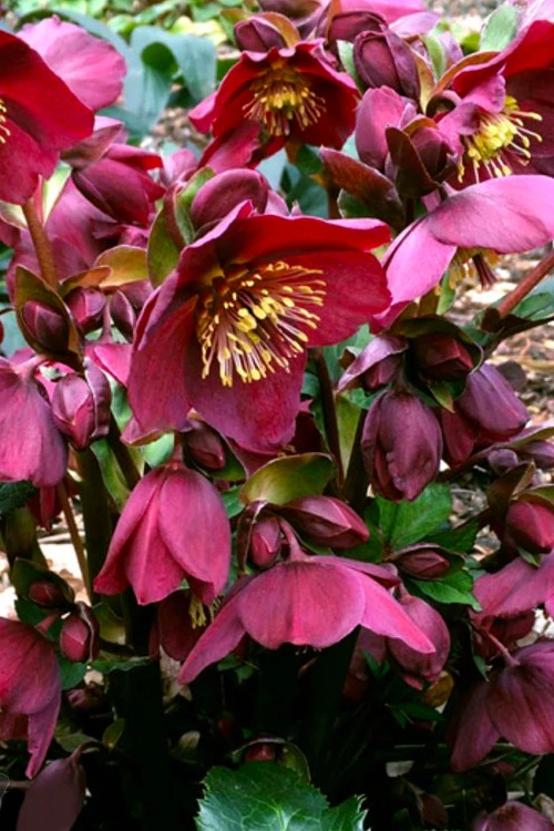 Ice N' Roses 'Red' Helleborus (Lenten Rose) - 1 Gallon Pot 3 Ice N' Roses 'Red' Helleborus (Lenten Rose) - 1 Gallon Pot