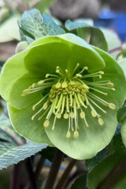 Illumi Lime Helleborus (Lenten Rose) - 1 Gallon Pot -Wilson Bros Garden helleborus illumi lime lenten rose 1