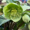 Illumi Lime Helleborus (Lenten Rose) - 1 Gallon Pot -Wilson Bros Garden helleborus illumi lime lenten rose 2