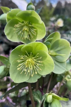 Illumi Lime Helleborus (Lenten Rose) - 1 Gallon Pot -Wilson Bros Garden helleborus illumi lime lenten rose 3