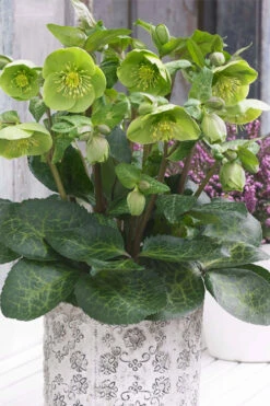 Illumi Lime Helleborus (Lenten Rose) - 1 Gallon Pot -Wilson Bros Garden helleborus illumi lime lenten rose 4