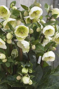 Moondance Helleborus (Lenten Rose) - 1 Gallon Pot -Wilson Bros Garden helleborus moondance lenten rose 1