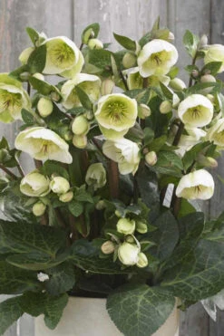 Moondance Helleborus (Lenten Rose) - 1 Gallon Pot -Wilson Bros Garden helleborus moondance lenten rose 2