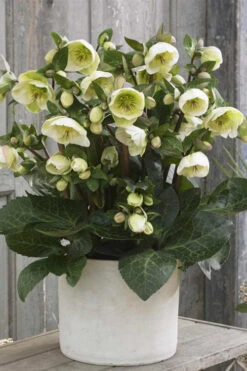 Moondance Helleborus (Lenten Rose) - 1 Gallon Pot -Wilson Bros Garden helleborus moondance lenten rose 3