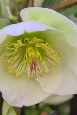Moondance Helleborus (Lenten Rose) - 1 Gallon Pot -Wilson Bros Garden helleborus moondance lenten rose 4