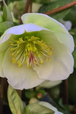 Moondance Helleborus (Lenten Rose) - 1 Gallon Pot -Wilson Bros Garden helleborus moondance lenten rose 5