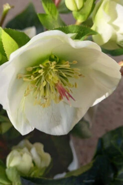 Moondance Helleborus (Lenten Rose) - 1 Gallon Pot -Wilson Bros Garden helleborus moondance lenten rose 6
