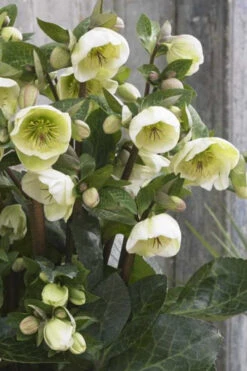 Moondance Helleborus (Lenten Rose) - 1 Gallon Pot -Wilson Bros Garden helleborus moondance lenten rose 8