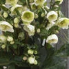 Moondance Helleborus (Lenten Rose) - 1 Gallon Pot -Wilson Bros Garden helleborus moondance lenten rose 9