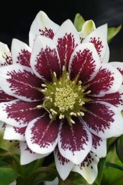 Winter Jewels 'Painted Doubles' Helleborus (Lenten Rose) - 1 Gallon Pot -Wilson Bros Garden helleborus painted doubles lenten rose 1