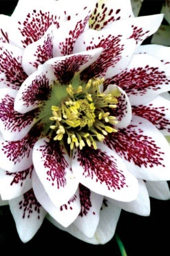 Winter Jewels 'Painted Doubles' Helleborus (Lenten Rose) - 1 Gallon Pot -Wilson Bros Garden helleborus painted doubles lenten rose 2