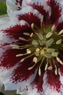 Winter Jewels 'Painted Doubles' Helleborus (Lenten Rose) - 1 Gallon Pot -Wilson Bros Garden helleborus painted doubles lenten rose 4