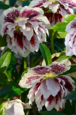 Winter Jewels 'Painted Doubles' Helleborus (Lenten Rose) - 1 Gallon Pot -Wilson Bros Garden helleborus painted doubles lenten rose 6