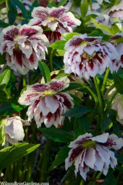 Winter Jewels 'Painted Doubles' Helleborus (Lenten Rose) - 1 Gallon Pot -Wilson Bros Garden helleborus painted doubles lenten rose 7