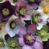Pine Knot Select Strain Helleborus (Lenten Rose) - 1 Gallon Pot -Wilson Bros Garden helleborus pine knot select strain 1