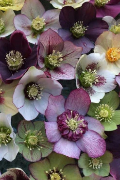 Pine Knot Select Strain Helleborus (Lenten Rose) - 1 Gallon Pot
