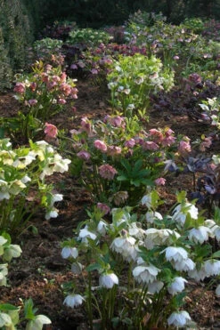 Pine Knot Select Strain Helleborus (Lenten Rose) - 1 Gallon Pot -Wilson Bros Garden helleborus pine knot select strain lenten rose 2