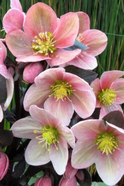 Pink Frost Helleborus (Lenten Rose) - 1 Gallon Pot -Wilson Bros Garden helleborus pink frost lenten rose 1