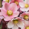 Pink Frost Helleborus (Lenten Rose) - 1 Gallon Pot -Wilson Bros Garden helleborus pink frost lenten rose 14