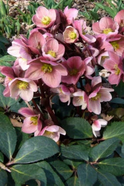 Pink Frost Helleborus (Lenten Rose) - 1 Gallon Pot -Wilson Bros Garden helleborus pink frost lenten rose 2