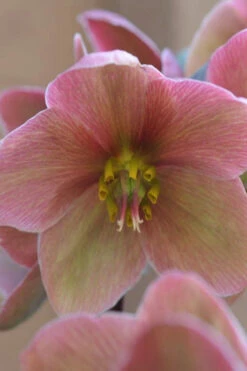Pink Frost Helleborus (Lenten Rose) - 1 Gallon Pot -Wilson Bros Garden helleborus pink frost lenten rose 4