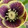 Rio Carnival Helleborus (Lenten Rose) - 1 Gallon Pot -Wilson Bros Garden helleborus rio carnival lenten rose 2