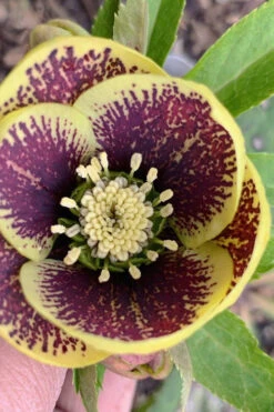 Rio Carnival Helleborus (Lenten Rose) - 1 Gallon Pot