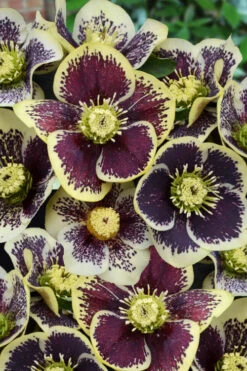 Rio Carnival Helleborus (Lenten Rose) - 1 Gallon Pot -Wilson Bros Garden helleborus rio carnival lenten rose 5