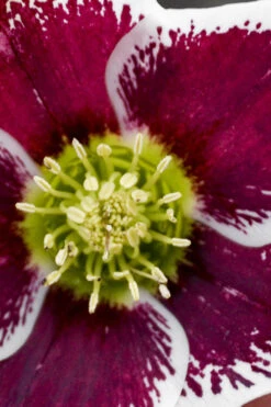 Romantic Getaway Helleborus (Lenten Rose) - 1 Gallon Pot -Wilson Bros Garden helleborus romantic getaway lenten rose 1