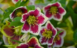 Romantic Getaway Helleborus (Lenten Rose) - 1 Gallon Pot -Wilson Bros Garden helleborus romantic getaway lenten rose 4