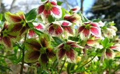 Romantic Getaway Helleborus (Lenten Rose) - 1 Gallon Pot -Wilson Bros Garden helleborus romantic getaway lenten rose 6