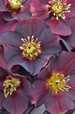 Rome In Red Helleborus (Lenten Rose) - 1 Gallon Pot -Wilson Bros Garden helleborus rome in red lenten rose 3