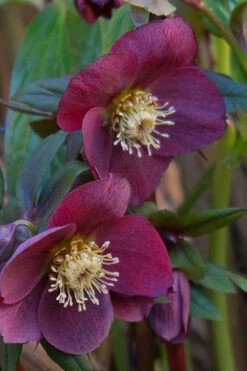 Rome In Red Helleborus (Lenten Rose) - 1 Gallon Pot -Wilson Bros Garden helleborus rome in red lenten rose 4