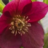 Rome In Red Helleborus (Lenten Rose) - 1 Gallon Pot -Wilson Bros Garden helleborus rome in red lenten rose 6