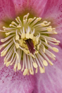 Rosemary Helleborus (Lenten Rose) - 1 Gallon Pot -Wilson Bros Garden helleborus rosemary lenten rose 1