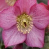 Rosemary Helleborus (Lenten Rose) - 1 Gallon Pot -Wilson Bros Garden helleborus rosemary lenten rose 2