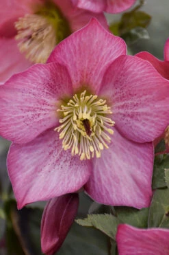 Rosemary Helleborus (Lenten Rose) - 1 Gallon Pot