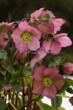 Rosemary Helleborus (Lenten Rose) - 1 Gallon Pot -Wilson Bros Garden helleborus rosemary lenten rose 3