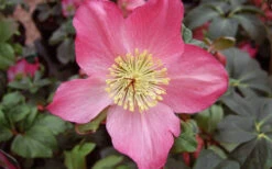 Rosemary Helleborus (Lenten Rose) - 1 Gallon Pot -Wilson Bros Garden helleborus rosemary lenten rose 4