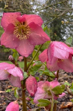 Rosemary Helleborus (Lenten Rose) - 1 Gallon Pot -Wilson Bros Garden helleborus rosemary lenten rose 5