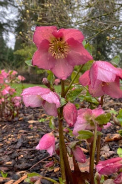 Rosemary Helleborus (Lenten Rose) - 1 Gallon Pot -Wilson Bros Garden helleborus rosemary lenten rose 6