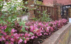 Rosemary Helleborus (Lenten Rose) - 1 Gallon Pot -Wilson Bros Garden helleborus rosemary lenten rose 8