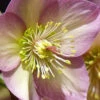 Ice & Roses 'Rosetta' Helleborus (Lenten Rose) - 1 Gallon Pot -Wilson Bros Garden helleborus rosetta lenten rose 1
