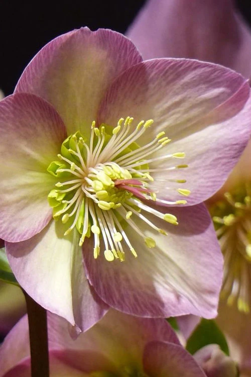 Ice & Roses 'Rosetta' Helleborus (Lenten Rose) - 1 Gallon Pot 3 Ice & Roses 'Rosetta' Helleborus (Lenten Rose) - 1 Gallon Pot