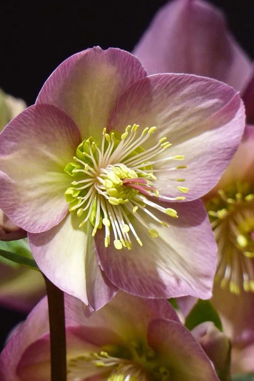 Ice & Roses 'Rosetta' Helleborus (Lenten Rose) - 1 Gallon Pot 6 Ice & Roses 'Rosetta' Helleborus (Lenten Rose) - 1 Gallon Pot - Image 4